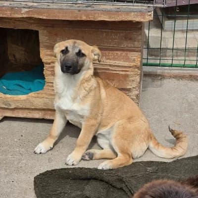 Toffifee, female young Mixed Breed for adoption at Stichting Happy Dogs of Romania, KG Uithoorn
