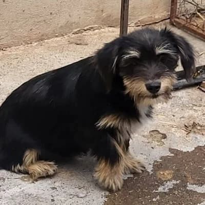 Toni, male puppy Mixed Breed for adoption at Stichting Happy Dogs of Romania, KG Uithoorn