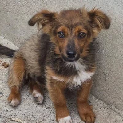 Tonja, female puppy Mixed Breed for adoption at Stichting Happy Dogs of Romania, KG Uithoorn