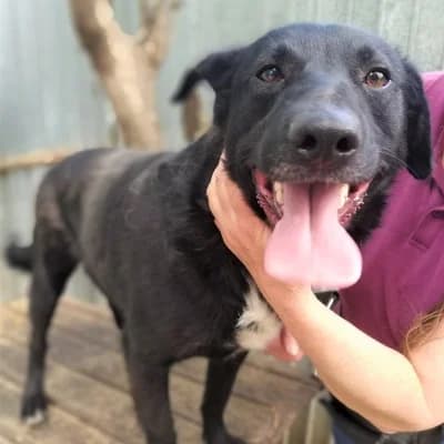 TouchMe, male 4yo Mixed Breed for adoption at Stichting Happy Dogs of Romania, KG Uithoorn