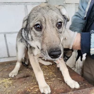 Trinity, female 4yo Mixed Breed for adoption at Stichting Happy Dogs of Romania, KG Uithoorn