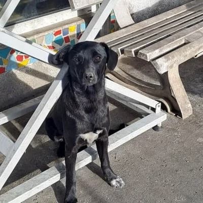 Trixi, female young Mixed Breed for adoption at Stichting Happy Dogs of Romania, KG Uithoorn