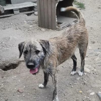 Twix, male 4yo Mixed Breed for adoption at Stichting Happy Dogs of Romania, KG Uithoorn