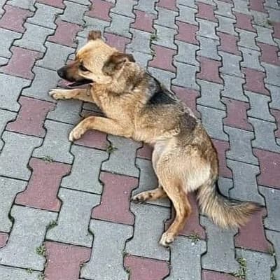 Ursulica, female senior Mixed Breed for adoption at Stichting Happy Dogs of Romania, KG Uithoorn