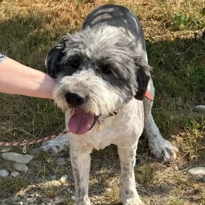 Varro, male 3yo Mixed Breed for adoption at Stichting Happy Dogs of Romania, KG Uithoorn