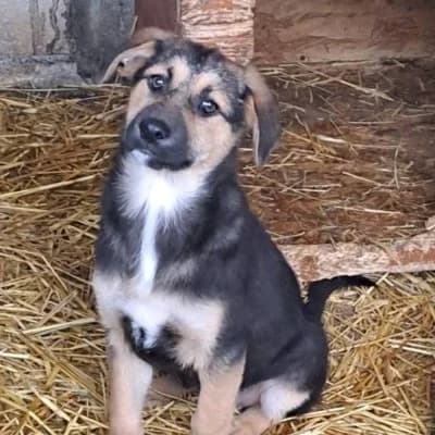 Walli, female young Mixed Breed for adoption at Stichting Happy Dogs of Romania, KG Uithoorn