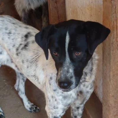 Wendy, female 4yo Mixed Breed for adoption at Stichting Happy Dogs of Romania, KG Uithoorn