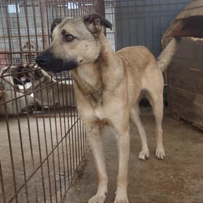 Yatho, male 5yo Mixed Breed for adoption at Stichting Happy Dogs of Romania, KG Uithoorn