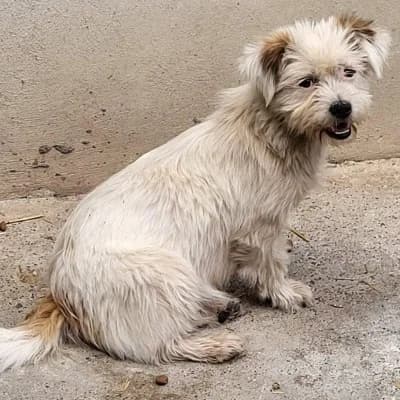 Ylvie, female young Mixed Breed for adoption at Stichting Happy Dogs of Romania, KG Uithoorn