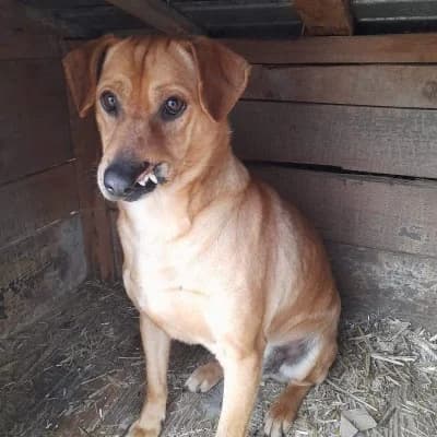 Yusha, male 4yo Mixed Breed for adoption at Stichting Happy Dogs of Romania, KG Uithoorn
