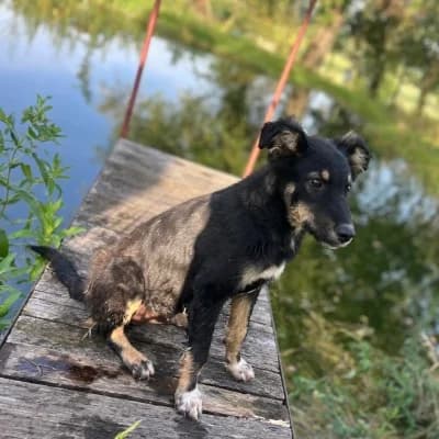 Zac, male young Mixed Breed for adoption at Stichting Happy Dogs of Romania, KG Uithoorn