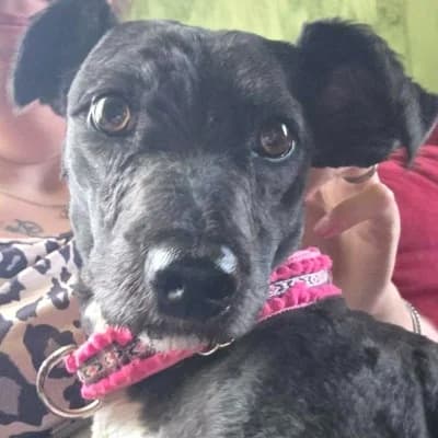 Zdreanta, female Mixed Breed for adoption at Stichting Happy Dogs of Romania, KG Uithoorn