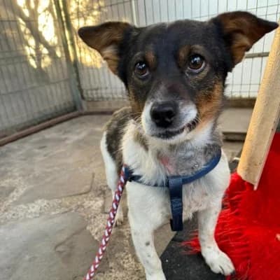 Zeus, male Mixed Breed for adoption at Stichting Happy Dogs of Romania, KG Uithoorn