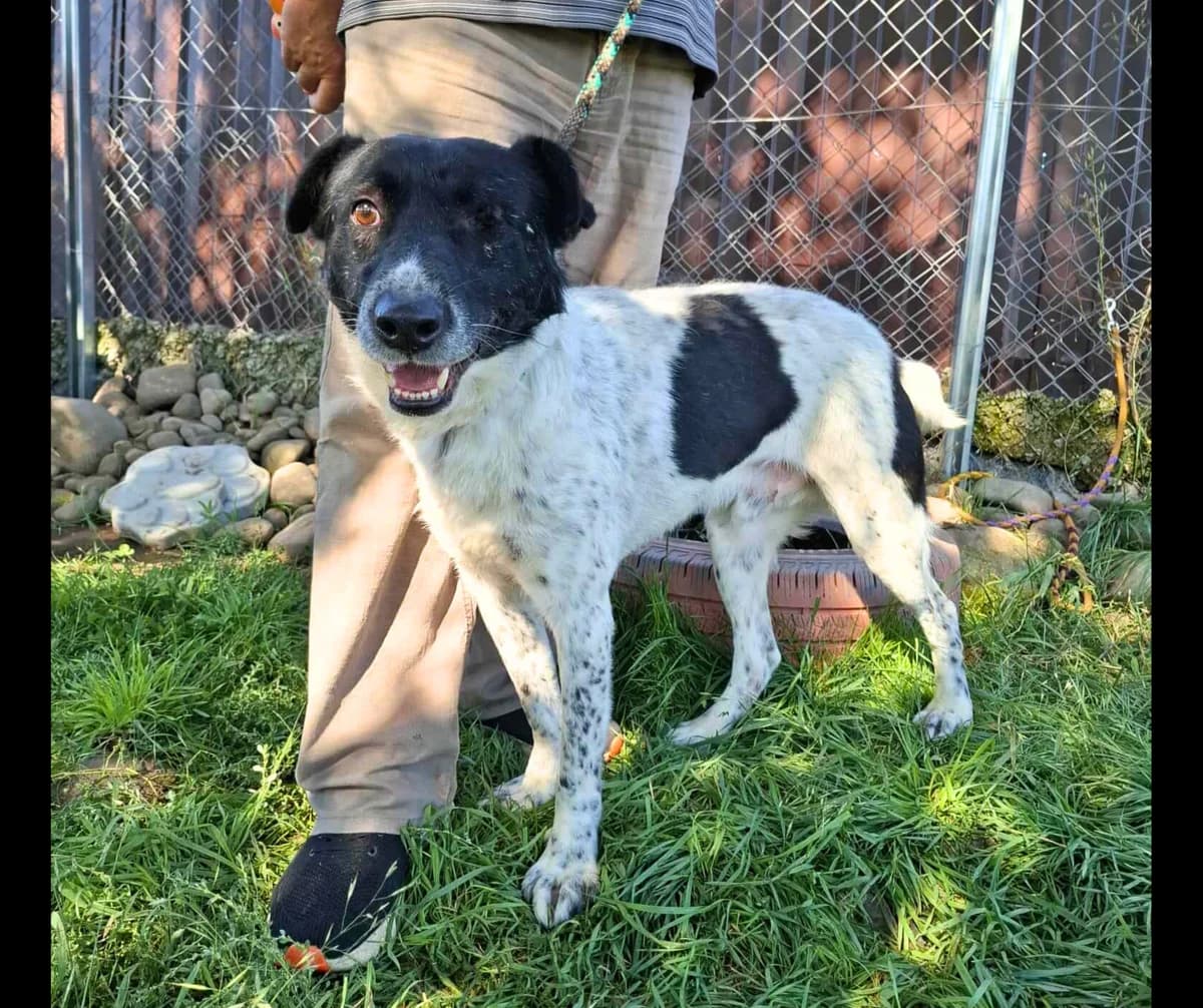Kokus, 5yo Mixed Breed for adoption at Stichting Help een Hond