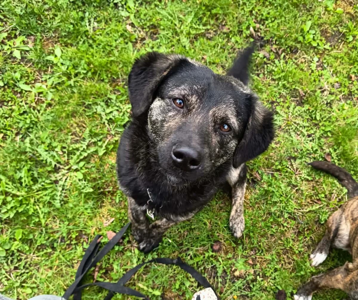 Presso, puppy Mixed Breed for adoption at Stichting Help een Hond