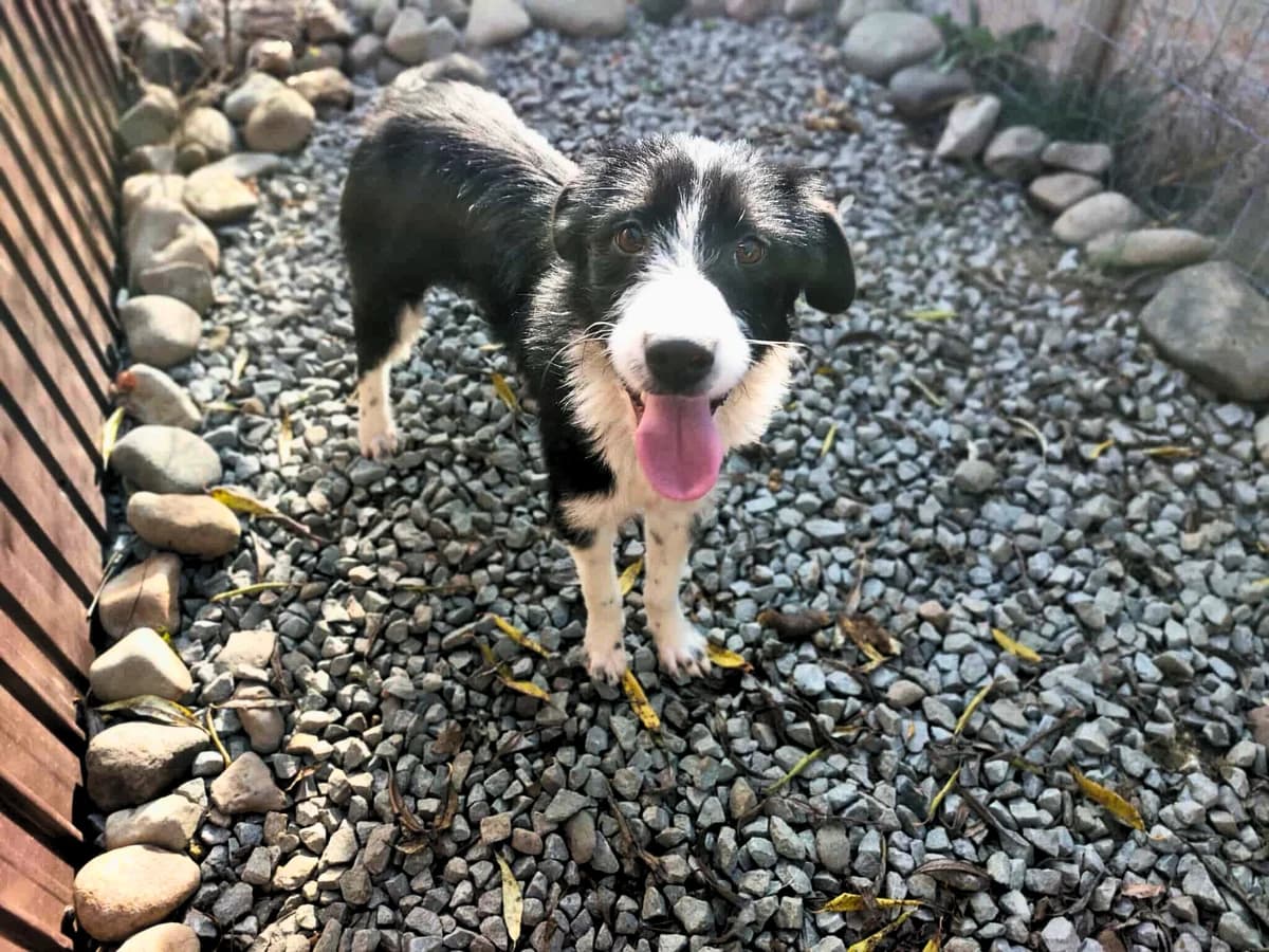 Thelma, zwart female puppy Mixed Breed for adoption at Stichting Help een Hond