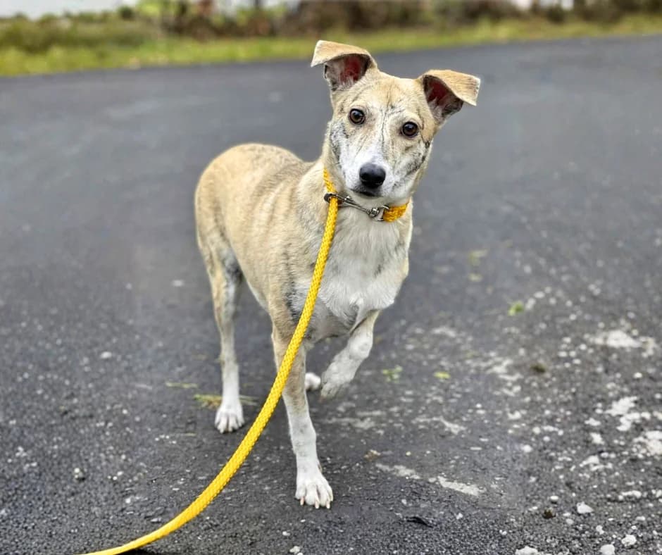 Tabitha, male 5yo Mixed Breed for adoption at Stichting Help een Hond