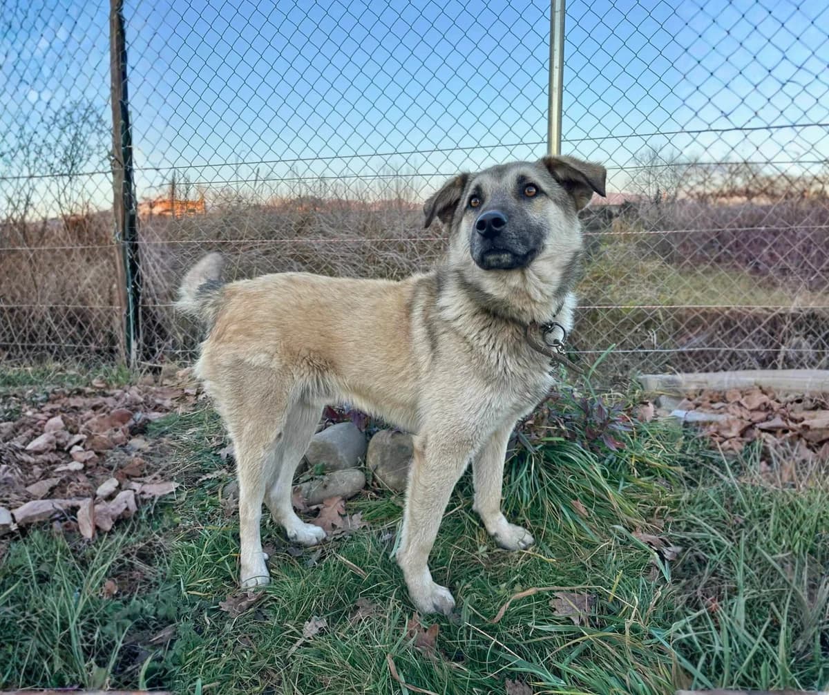 Bailey, male young Mixed Breed for adoption at Stichting Help een Hond