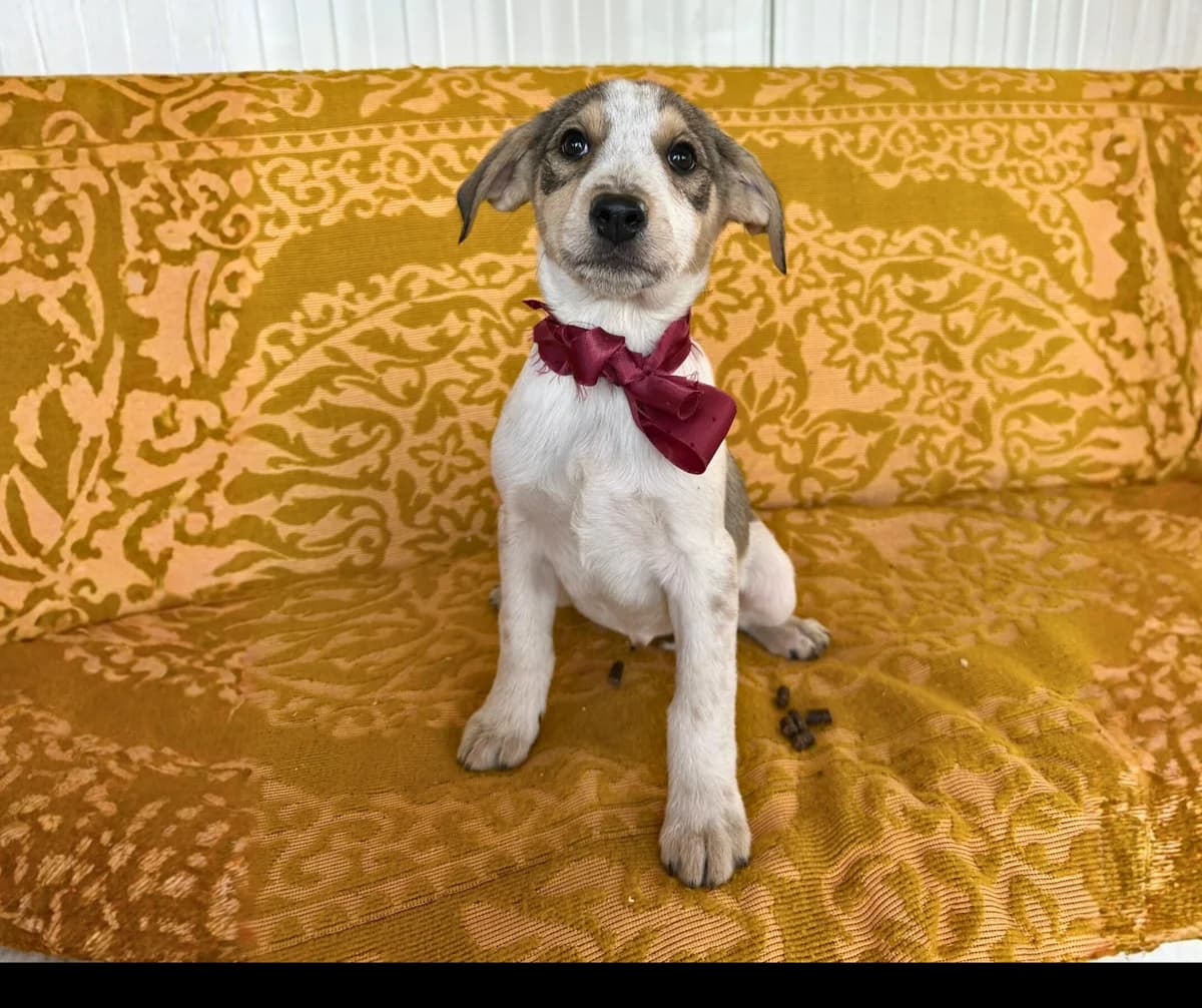Buffy, female puppy Mixed Breed for adoption at Stichting Help een Hond