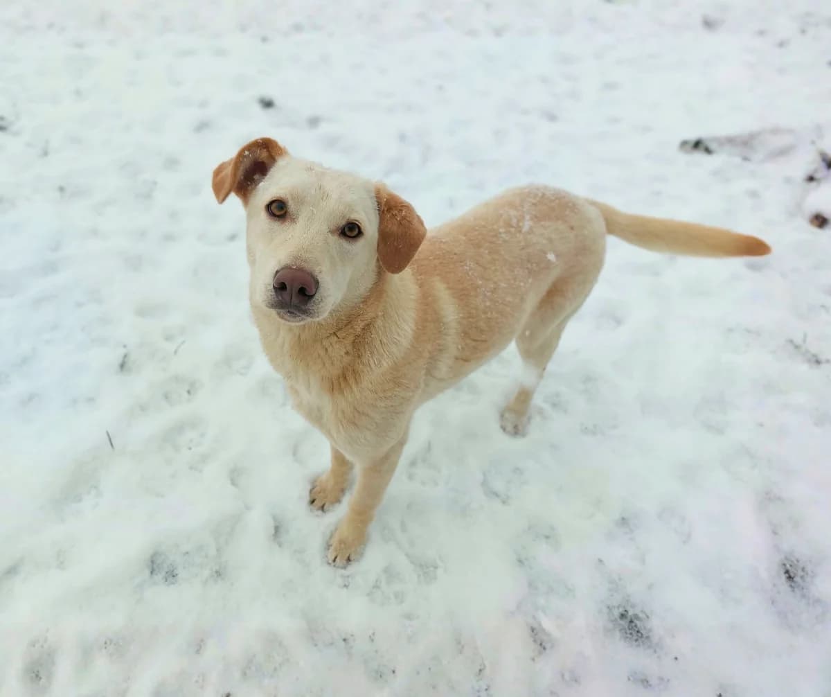 Silvia, female puppy Mixed Breed for adoption at Stichting Help een Hond