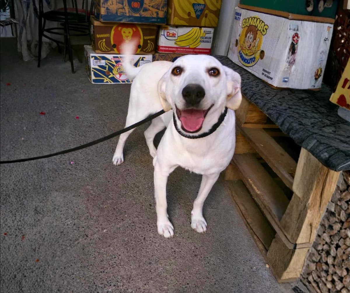 Bianka, young Mixed Breed for adoption at Stichting Help een Hond