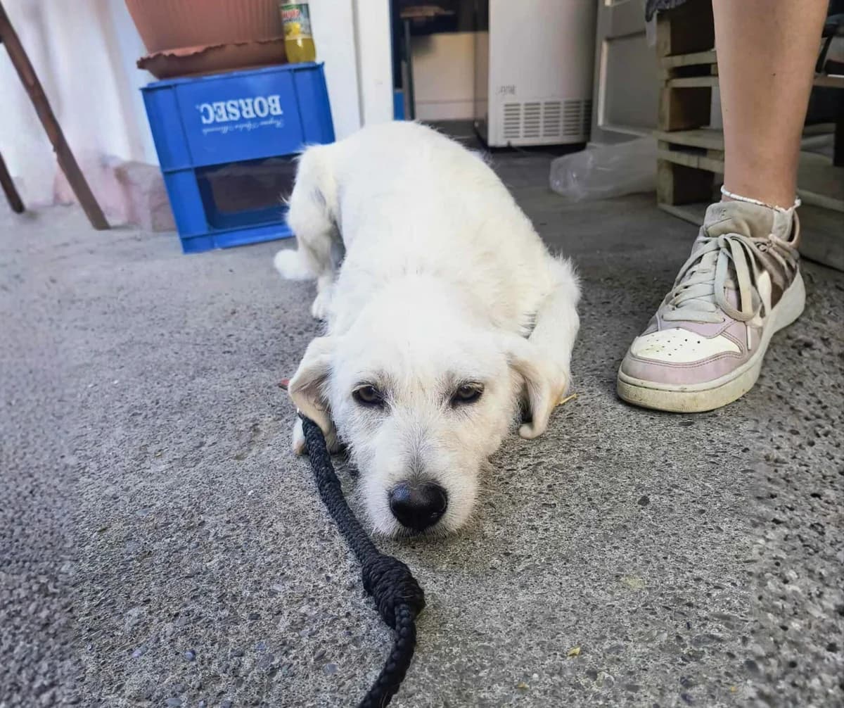 Betty, young Mixed Breed for adoption at Stichting Help een Hond