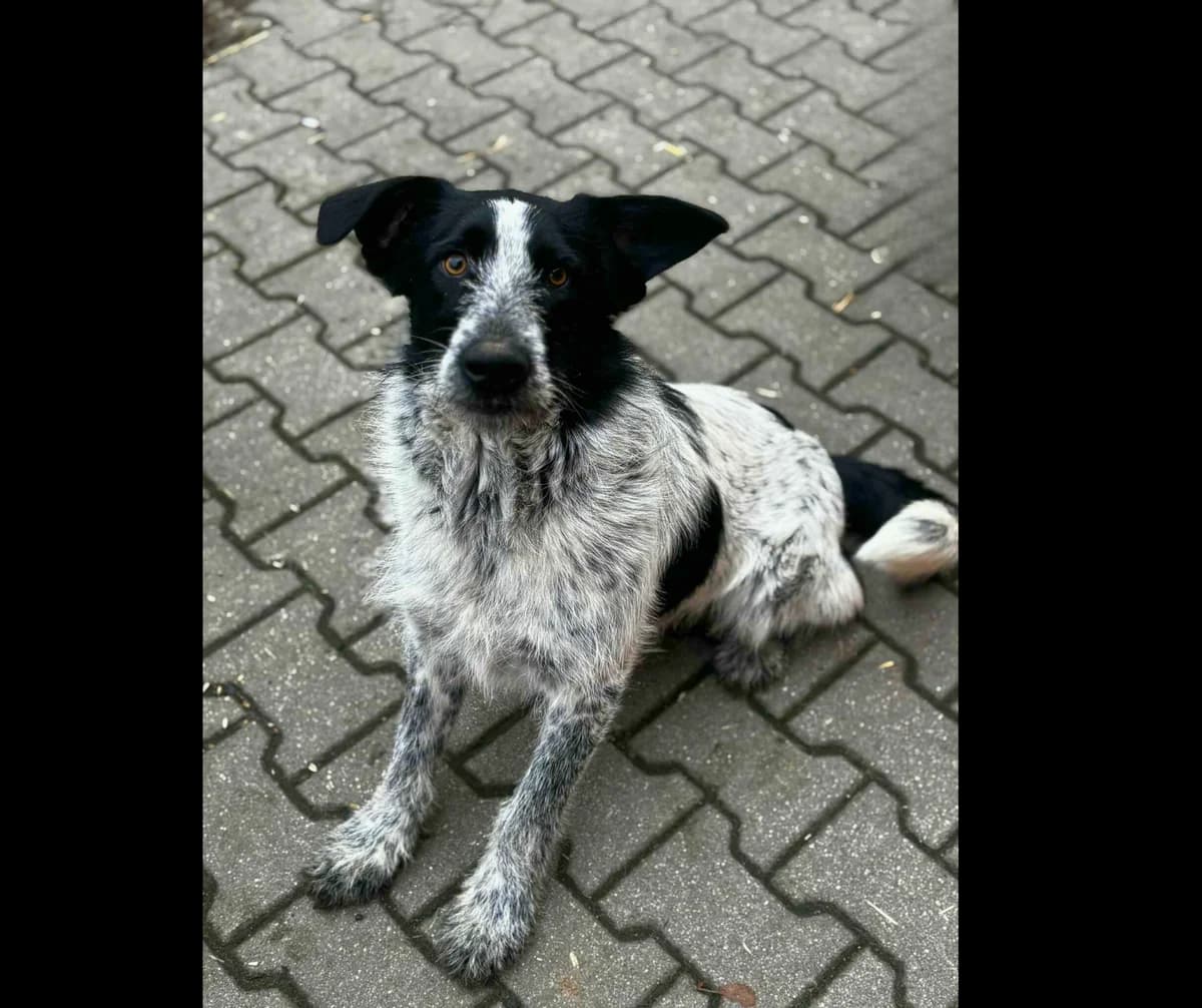 Misi, male young Mixed Breed for adoption at Stichting Help een Hond