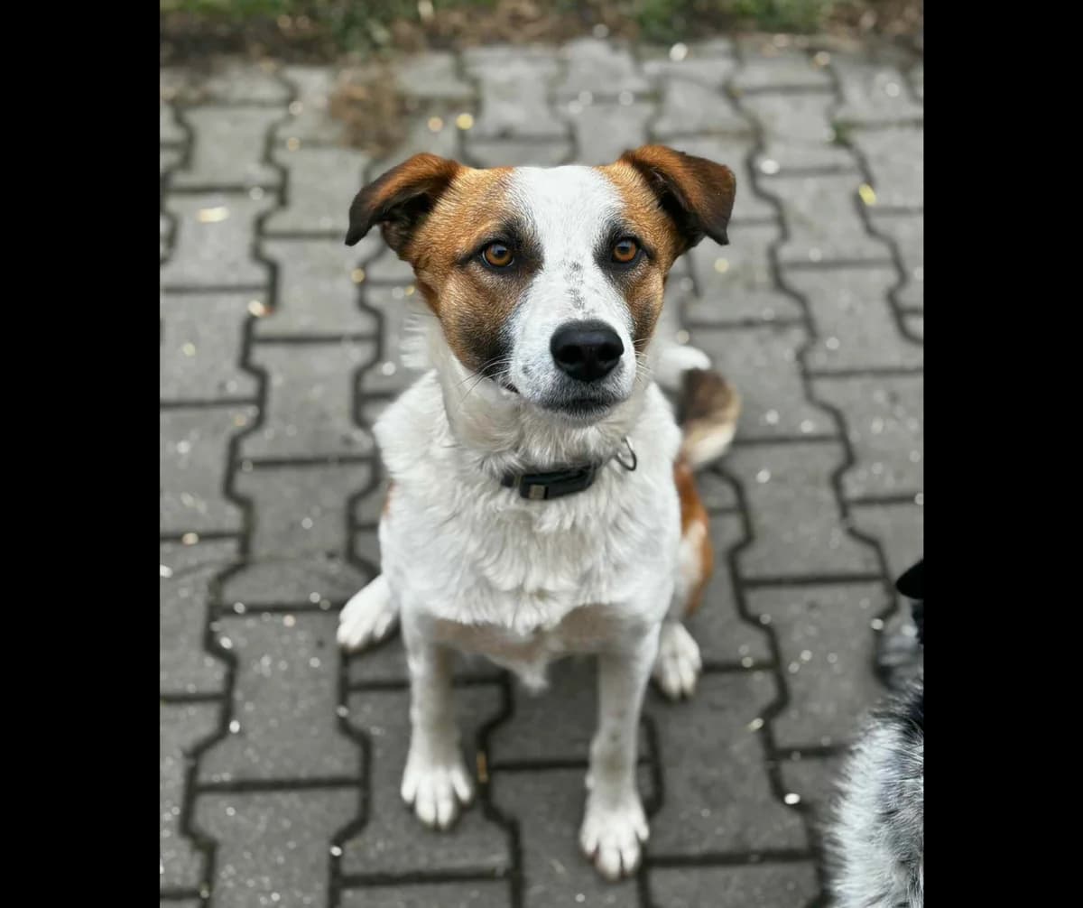 Zete, male young Mixed Breed for adoption at Stichting Help een Hond