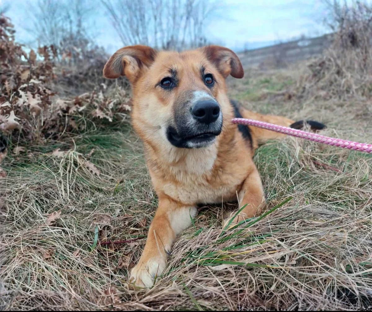 Inna, female puppy Mixed Breed for adoption at Stichting Help een Hond