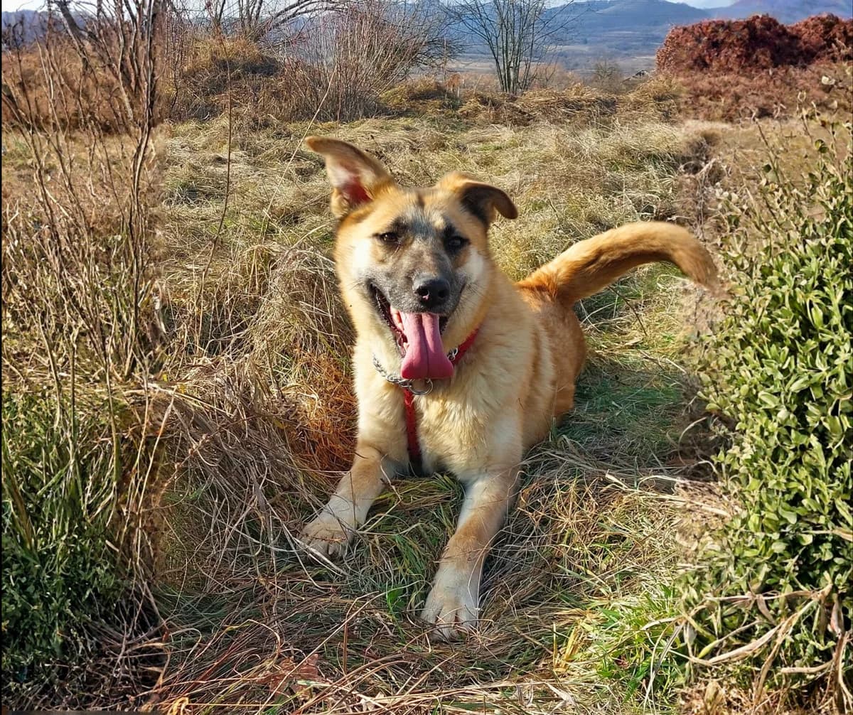 Indy, female puppy Mixed Breed for adoption at Stichting Help een Hond