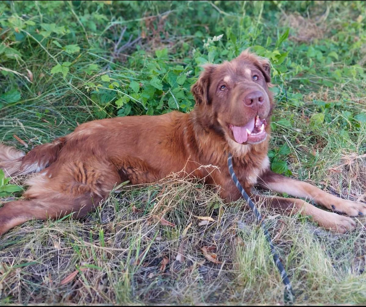 Mandy, female senior Mixed Breed for adoption at Stichting Help een Hond