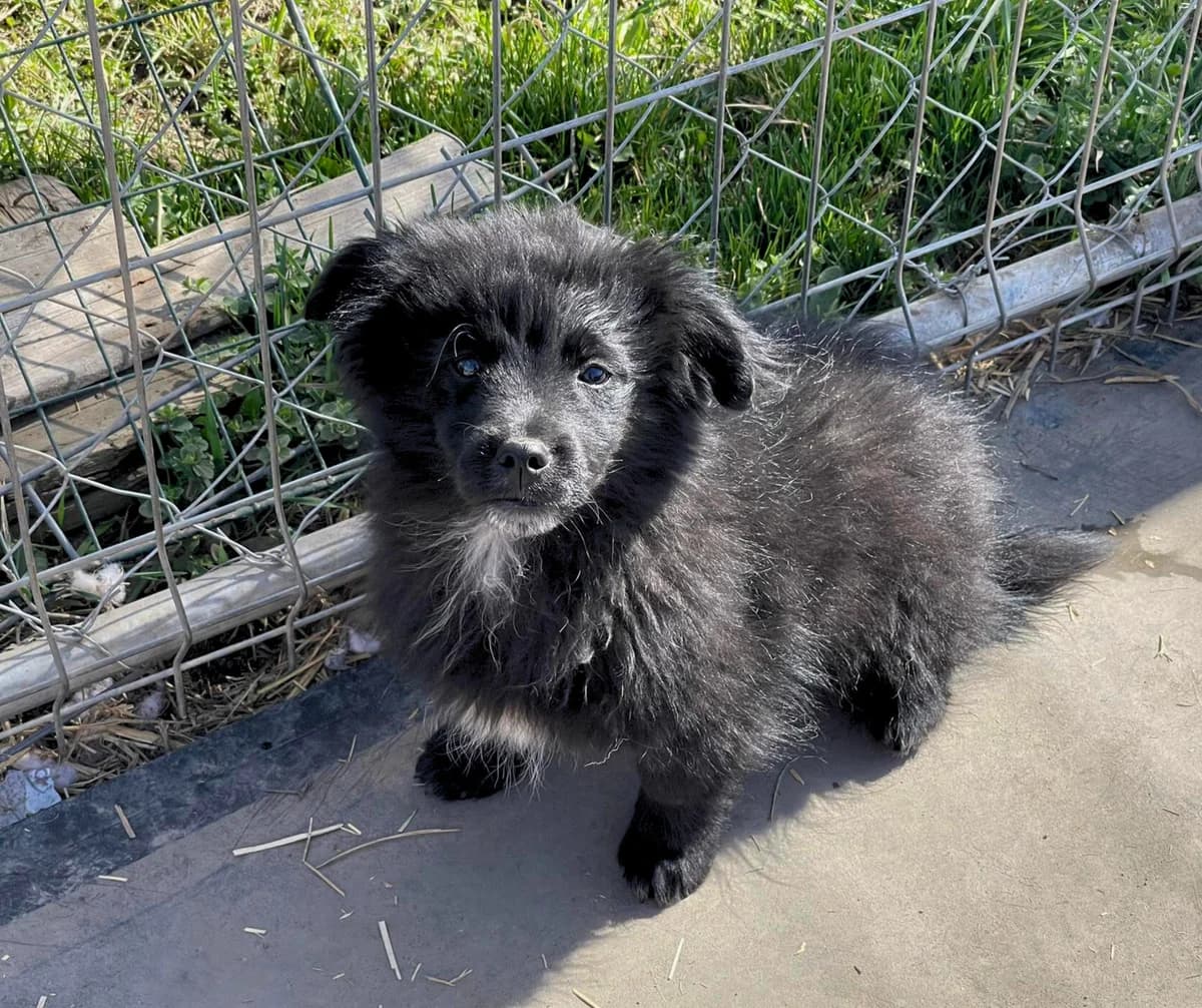 Ebony, female puppy Mixed Breed for adoption at Stichting Help een Hond