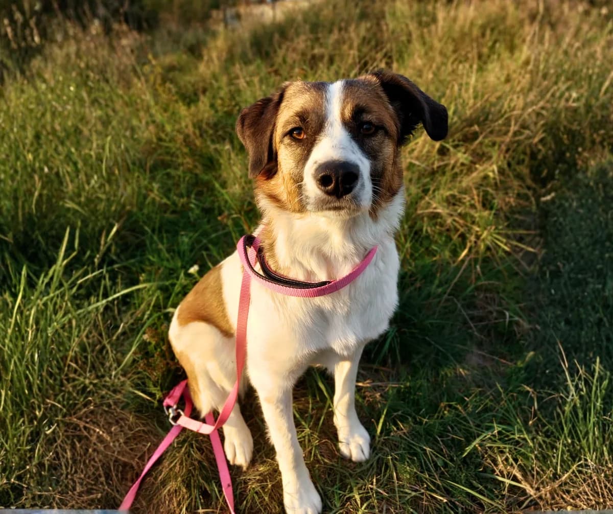 Allie, female young Mixed Breed for adoption at Stichting Help een Hond
