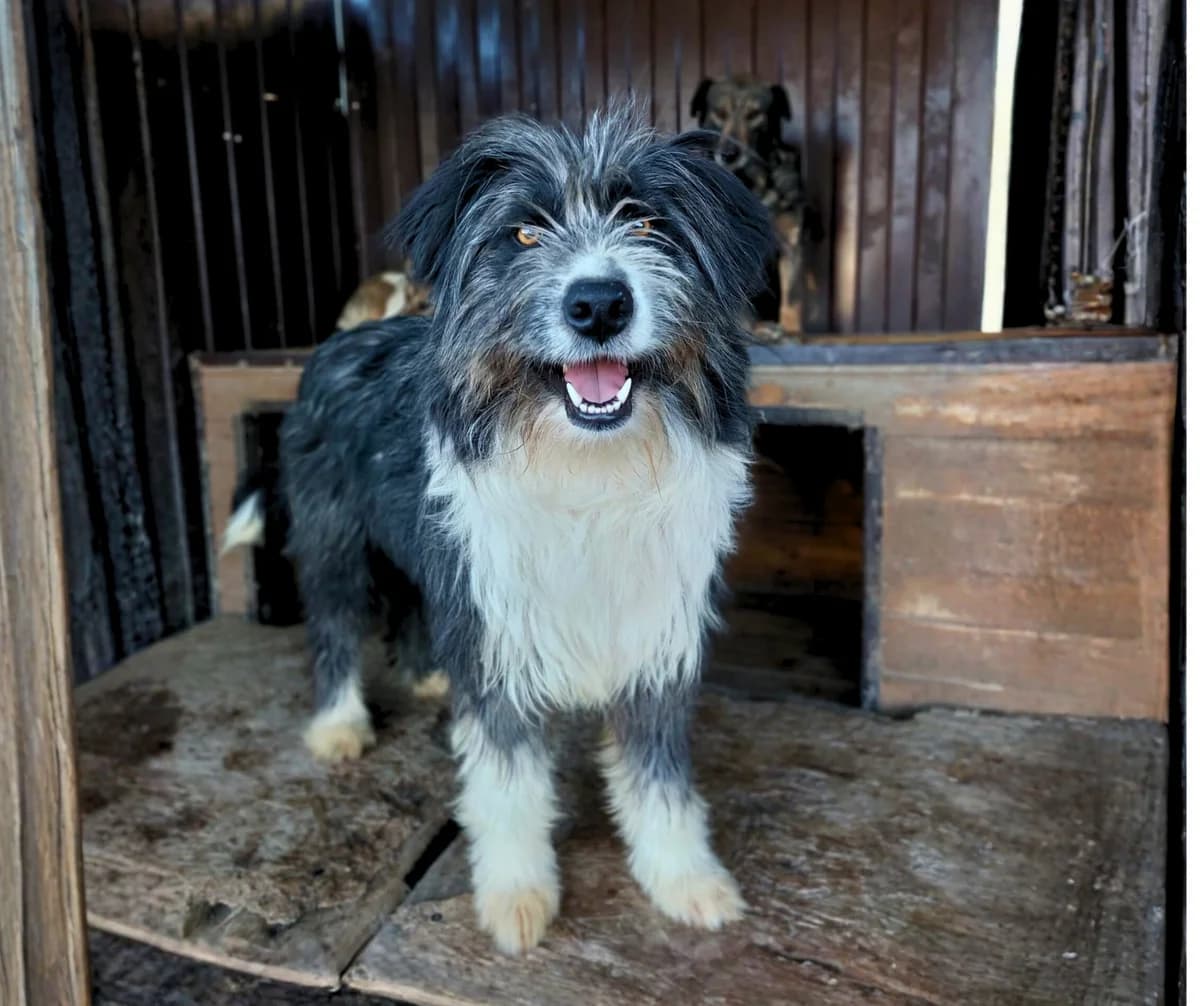 Luna, female young Mixed Breed for adoption at Stichting Help een Hond