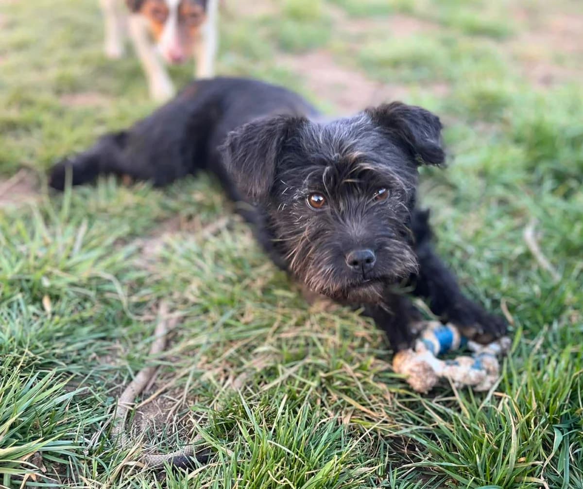 Luna-2, female puppy Mixed Breed for adoption at Stichting Help een Hond
