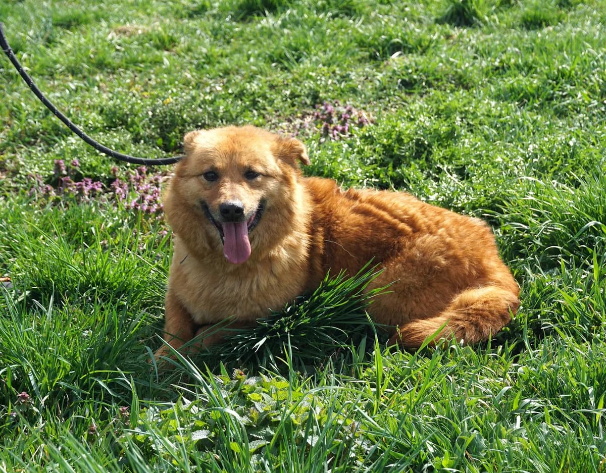 Smilla, bruin female 6yo Mixed Breed for adoption at Stichting Help een Hond