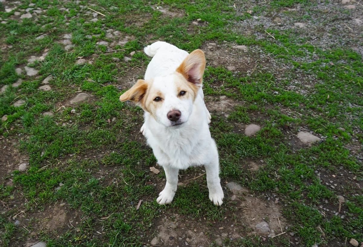 Peach, female puppy Mixed Breed for adoption at Stichting Help een Hond