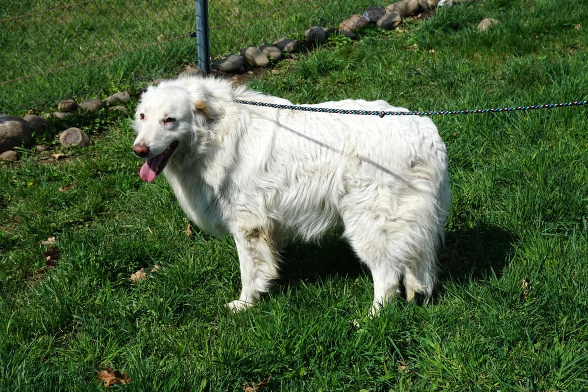 Cocos, male puppy Mixed Breed for adoption at Stichting Help een Hond