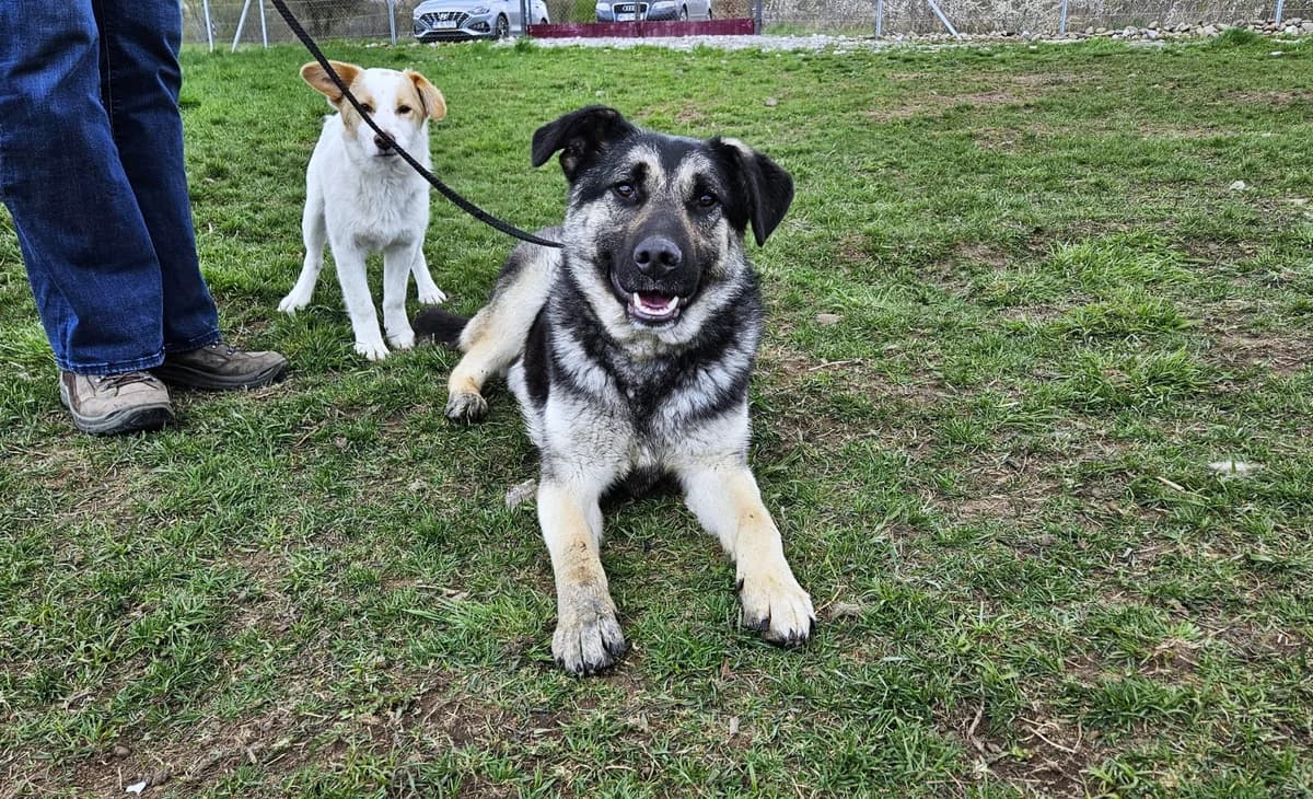 Emory, male puppy Mixed Breed for adoption at Stichting Help een Hond