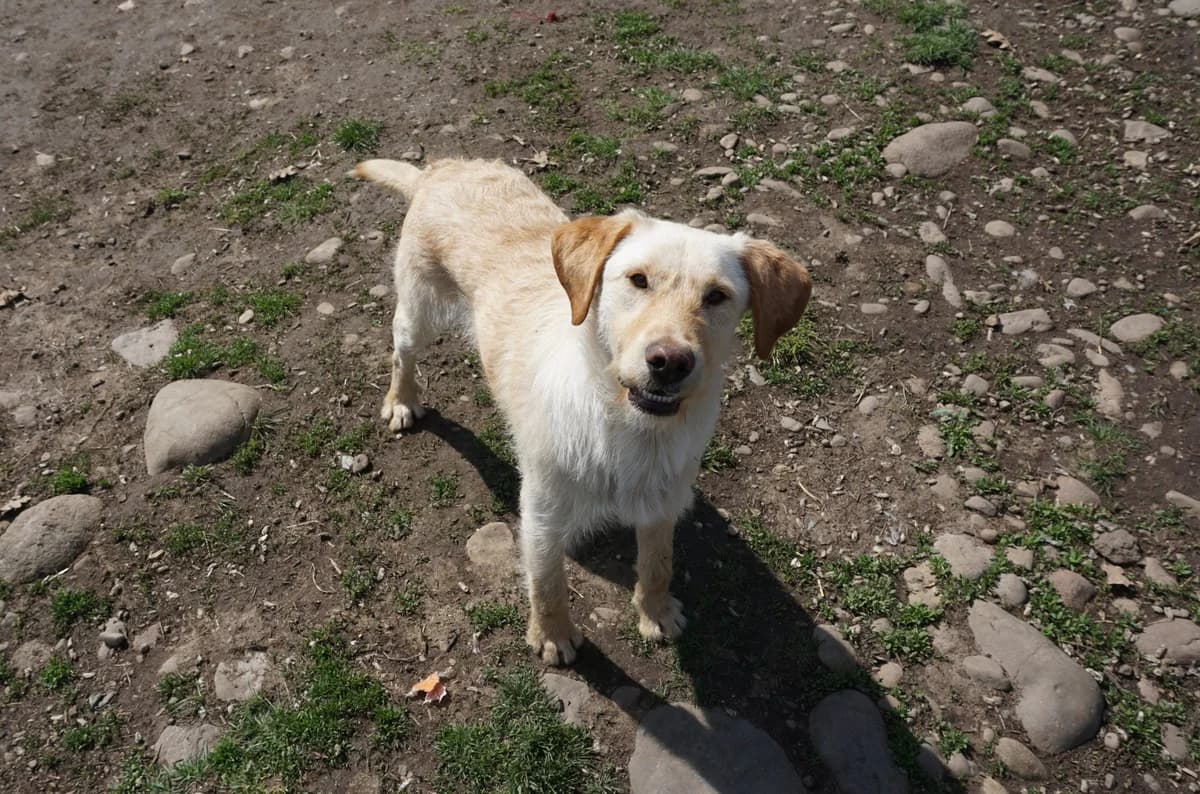 Finley, beige male young Mixed Breed for adoption at Stichting Help een Hond