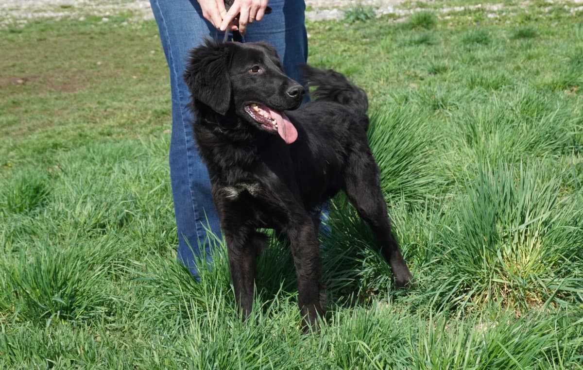 Nimo, male 3yo Mixed Breed for adoption at Stichting Help een Hond