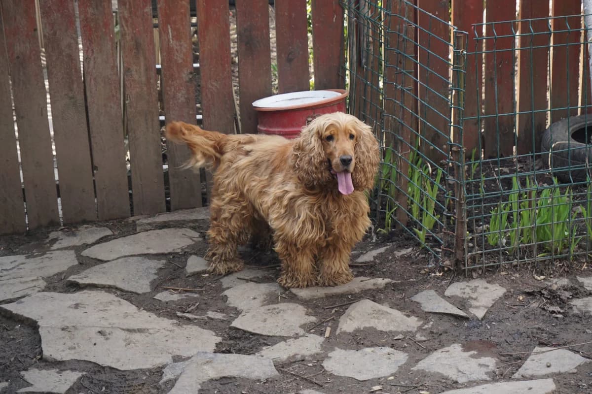 Juicy, male puppy Mixed Breed for adoption at Stichting Help een Hond