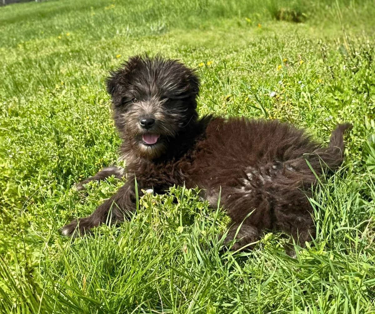 Teddy, young Mixed Breed for adoption at Stichting Help een Hond