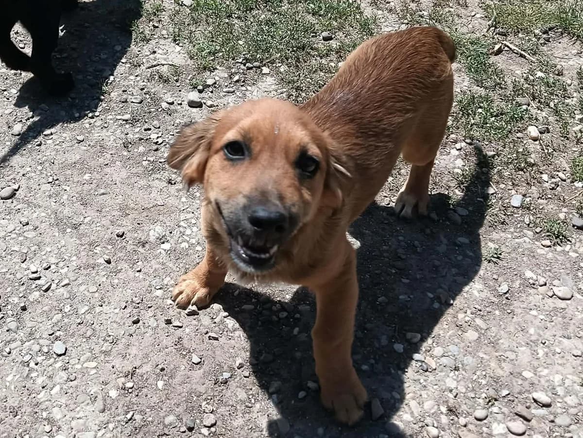 Petri, young Mixed Breed for adoption at Stichting Help een Hond