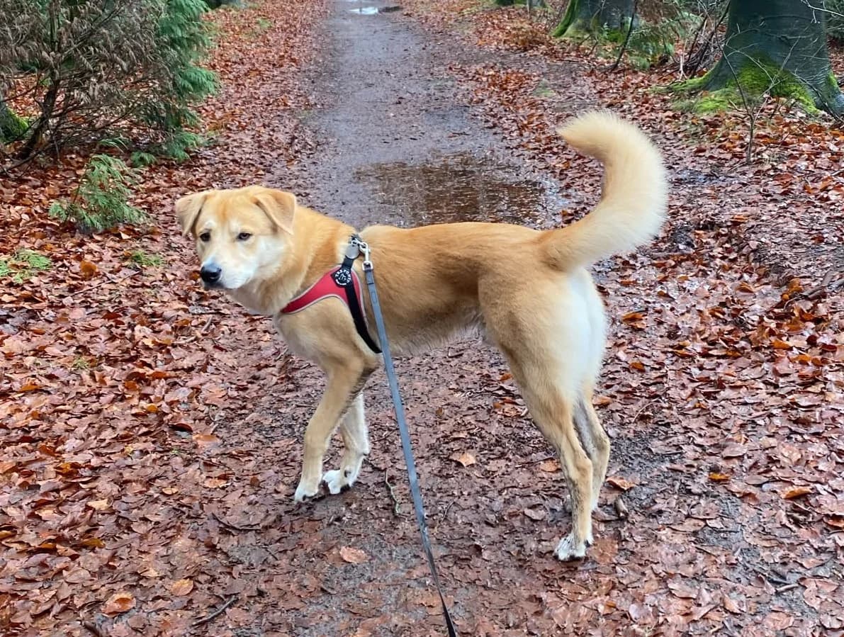 Auro, male 6yo Mixed Breed for adoption at Stichting Help een Hond