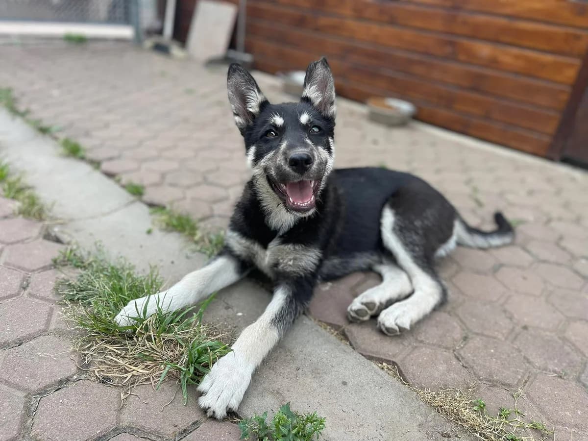 Mera, female puppy Mixed Breed for adoption at Stichting Help een Hond