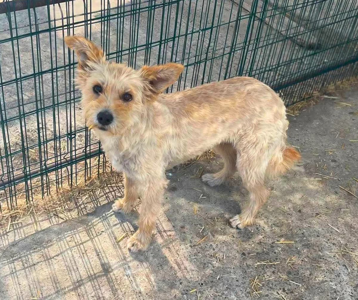 Bella, goud young Mixed Breed for adoption at Stichting Help een Hond