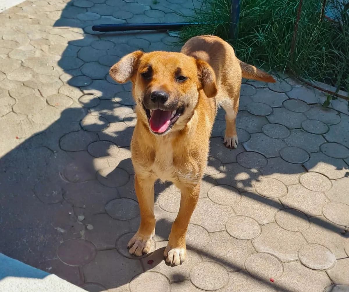 Bobbie, male young Mixed Breed for adoption at Stichting Help een Hond