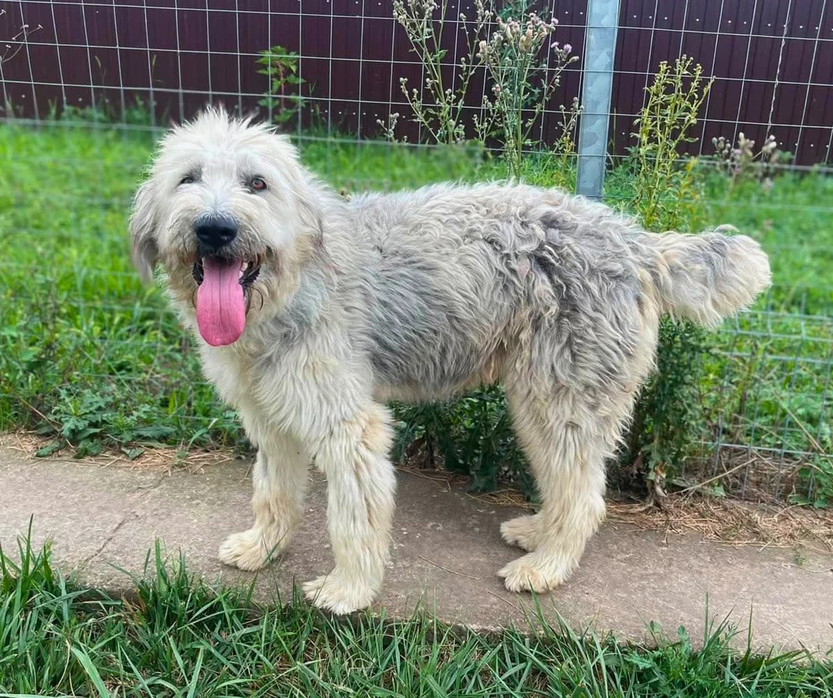 Mira, female young Mixed Breed for adoption at Stichting Help een Hond