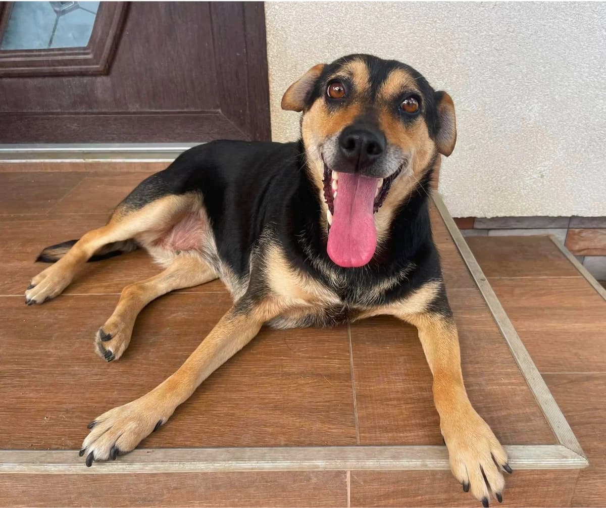 Lady-2, 4yo Mixed Breed for adoption at Stichting Help een Hond